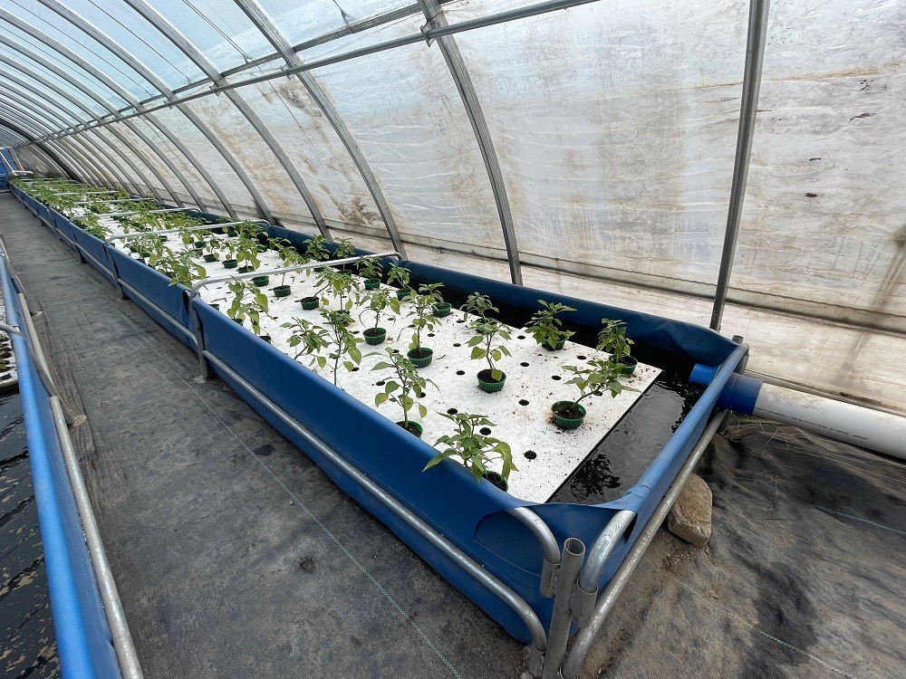 養魚不換水，種菜不施肥 昌平農業開啟智慧循環新篇章